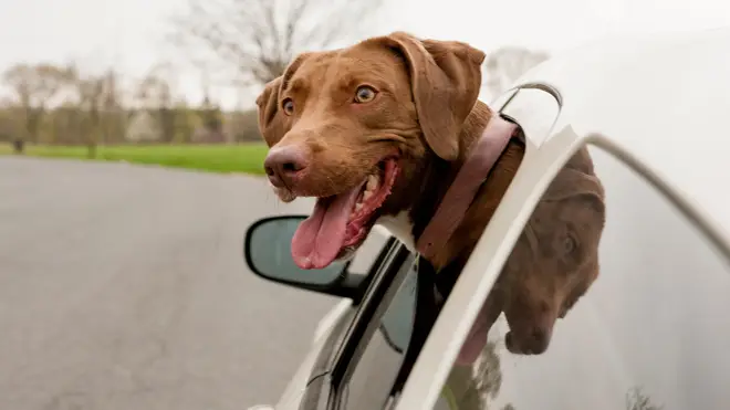 Dogs should be restrained during car journeys