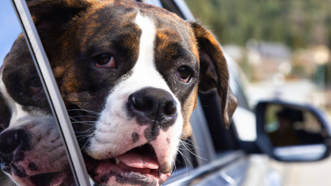 Dog owners can be fined for letting their pets hang out of the window