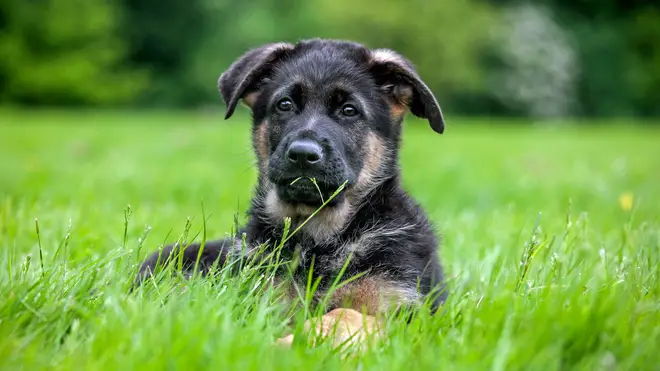 A man named his dog the same moniker as his nephew