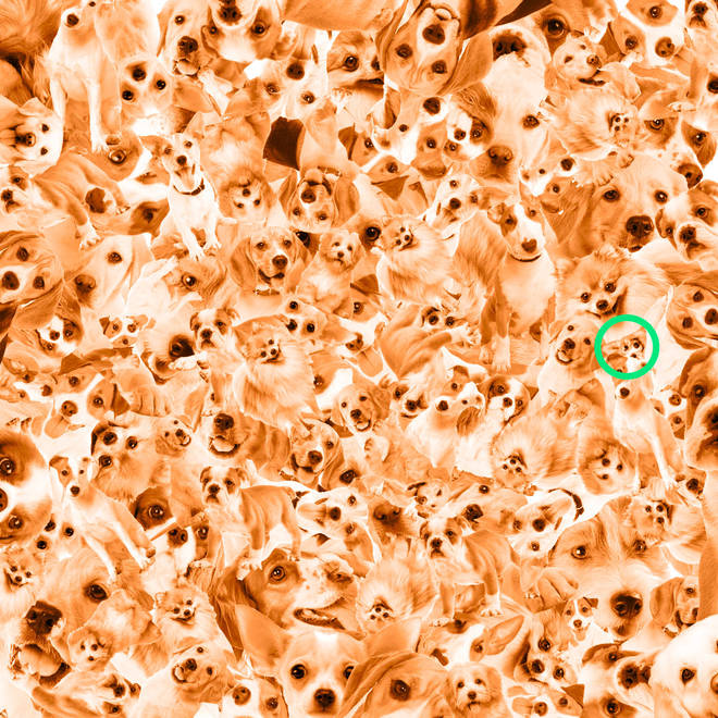 The corgi is hidden in the right hand side of the picture