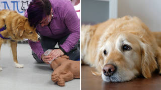 All dog owners should know how to perform CPR on their pet