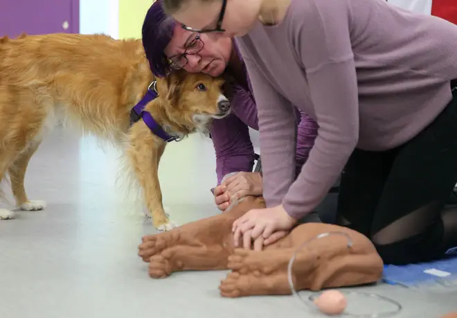 In a life-or-death situation, you could save your dog with CPR