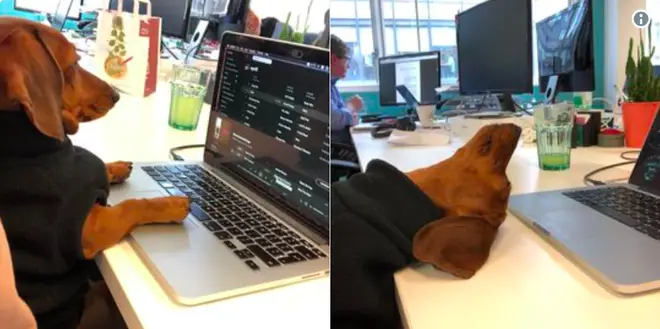 A dog on a laptop from Twitter's 101 funniest British tweets