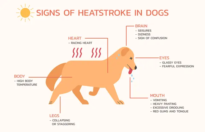 These are just some of the symptoms of heatstroke in dogs