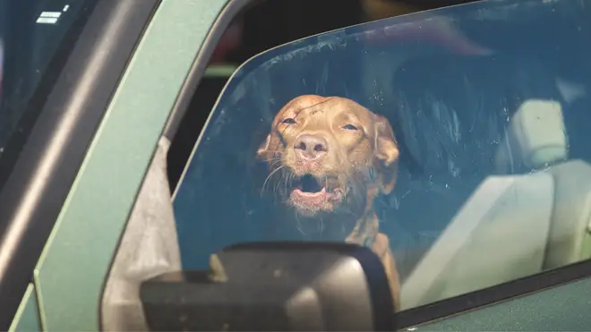 What should I do if I see a dog locked in a hot car?