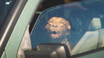 What should I do if I see a dog locked in a hot car?