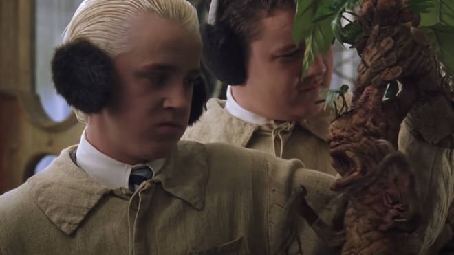 Tom Felton famously met his first mandrake in Harry Potter and the Chamber of Secrets