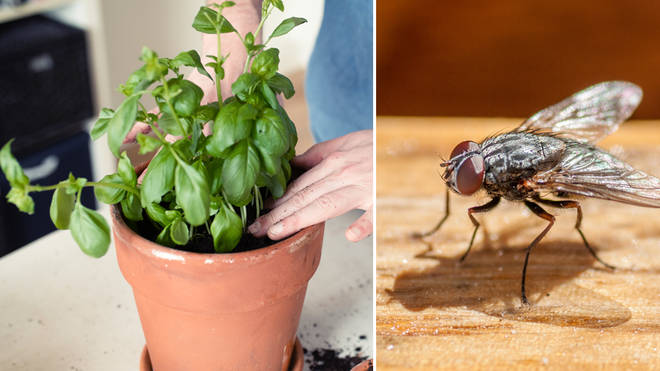 There are simple steps you can take to keep flies out of your kitchen (stock images)