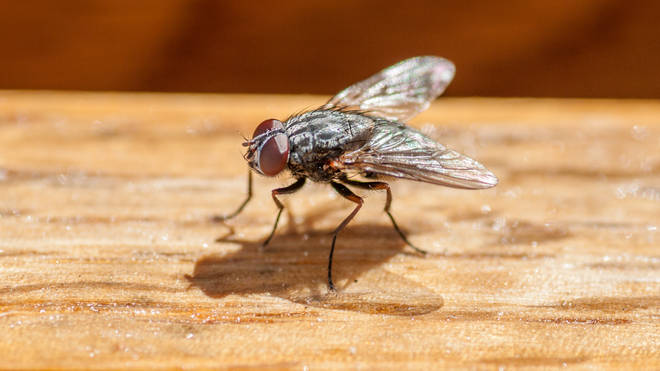 With the weather warming up, many people will be looking for ways to keep flies out their home (stock image)