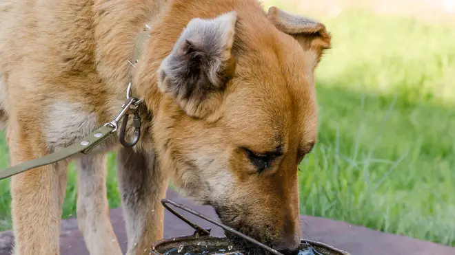 The RSPCA has revealed how to keep your dog safe in the heat