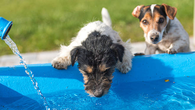 Your dog might appreciate a paddling pool