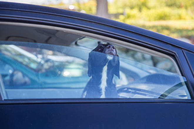 The dog was rescued from the car after police smashed the window [STOCK IMAGE]