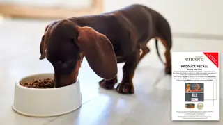 A dog food company has recalled their products