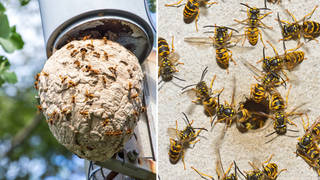 The UK are expected to see a lot more wasps this summer