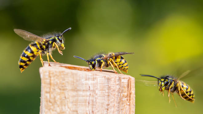The hot and dry weather means more wasps have survived through to the summer months