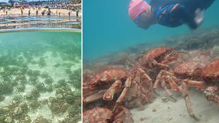Thousands of spider crabs have been gathering at Cornish beaches