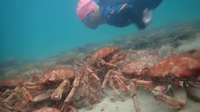 The crabs have been spotted in Newquay, St Ives and St Austell
