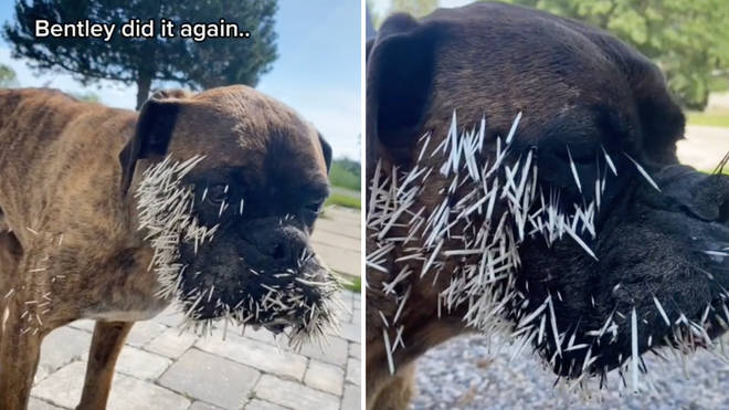 Bentley is a farm dog who likes to make friends with the wild porcupines