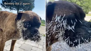 Bentley is a farm dog who likes to make friends with the wild porcupines