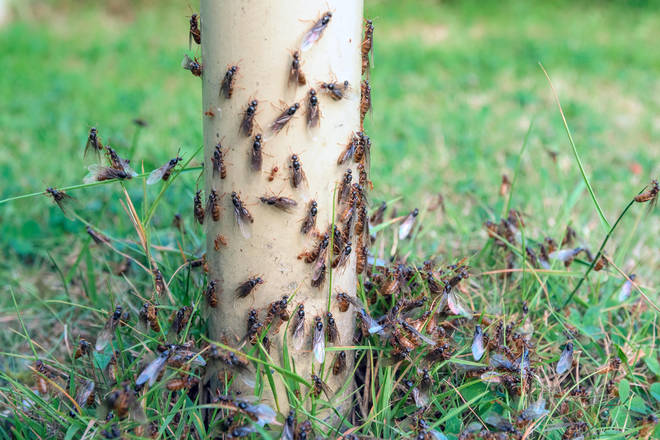 Flying Ant Day, when the creatures fill the air, usually comes just after a heatwave