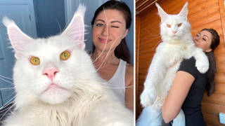 Kefir the Maine Coon cat is only one-year-old, which means he's not done growing!