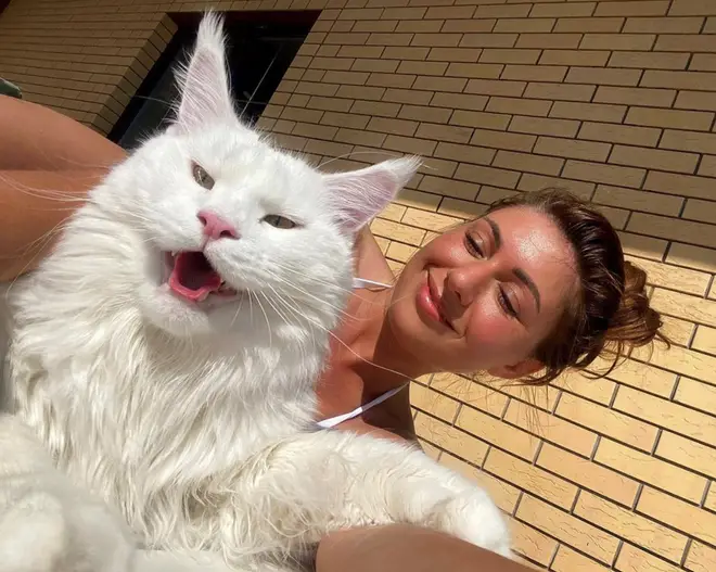 This Maine Coon cat is so big people often mistake him for a dog - Heart