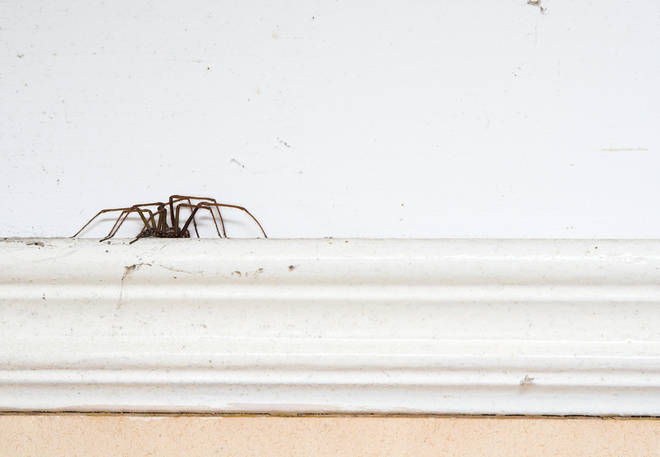 Spiders will be making their way inside homes to mate and shield from the cold weather