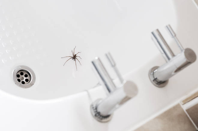 Spider sightings usually increase from September and into the winter months