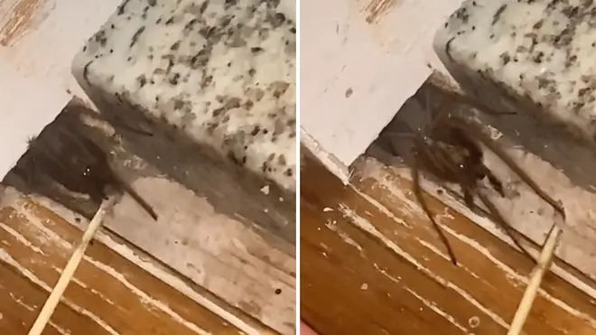 A man found this huge spider in his home in Manchester