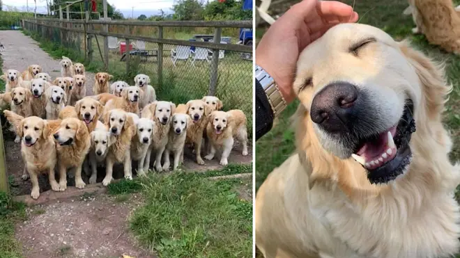 This Golden Retriever Experience looks incredible