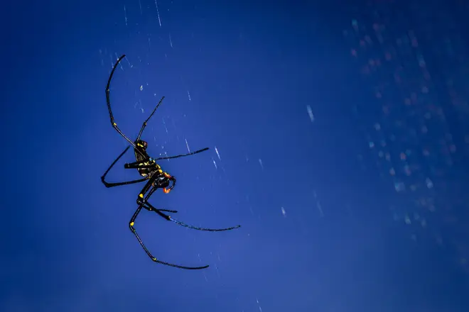 Spiders began falling from above in southern Brazil