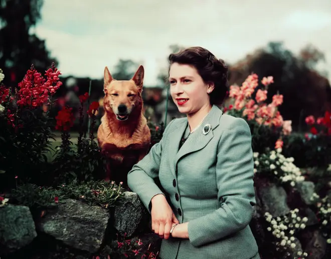 The Queen owned over 30 Corgis and Dorgis during her reign.