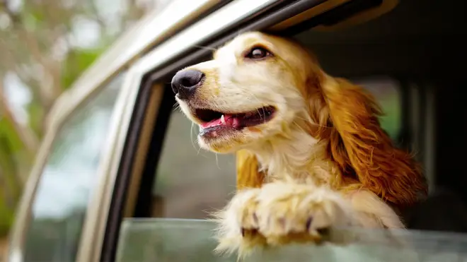 Dogs shouldn't hang their heads out of windows, an insurer has warned