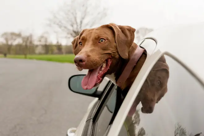 Expert says dogs sticking their heads out the window should be banned
