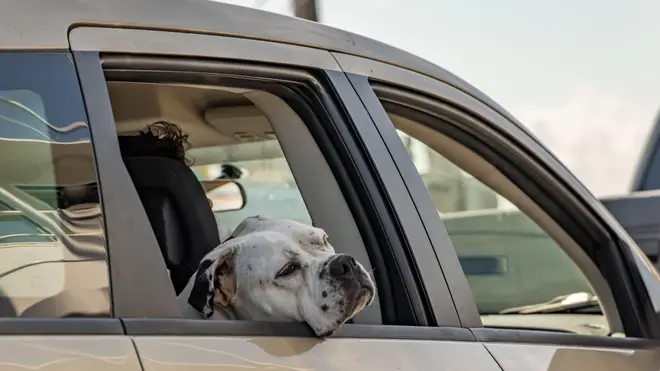 Letting your pooch put their head out of a car window is dangerous, experts say