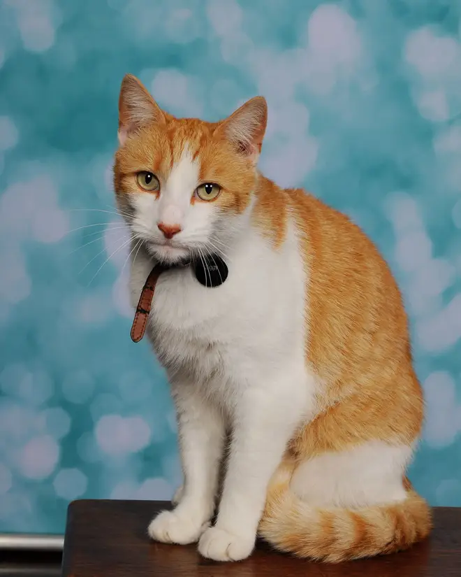 Ziggy poses for a professional school picture after years of sneaking into the grounds of the Primary School in Flintshire