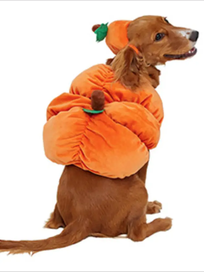 Dog halloween pumpkin costume