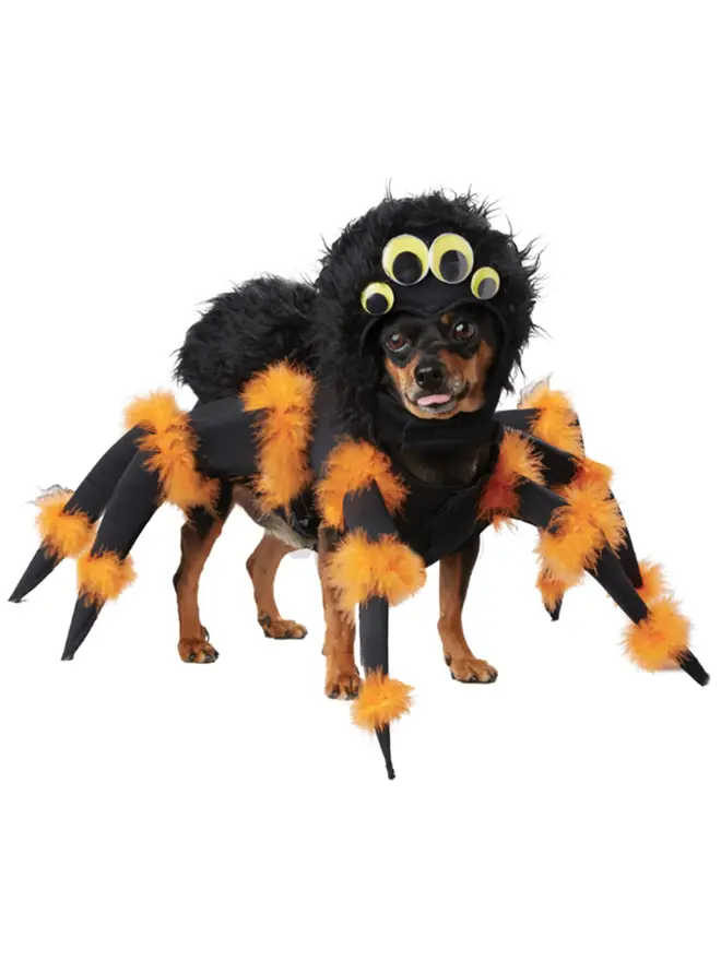 Spider costume for your dog