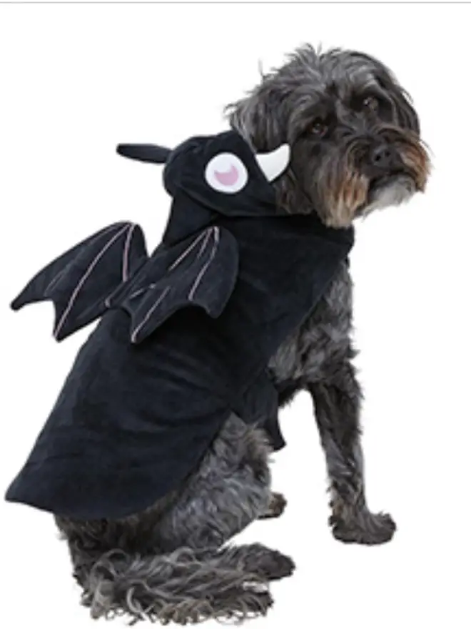 Halloween costumes for your dog