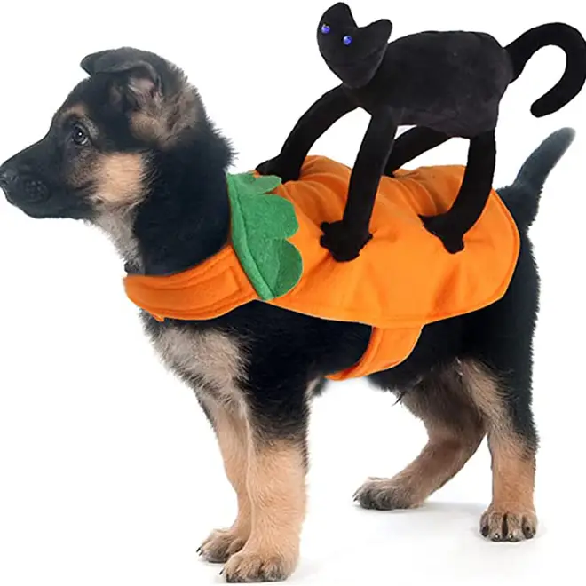 Dog costume with cat on