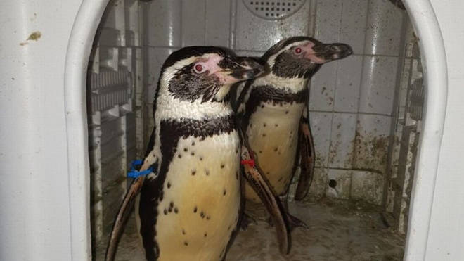 Penguins rescued by police after pair went missing from the zoo