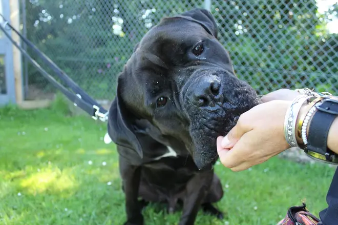 The loveable Mastiff weighs an incredible 60kg.