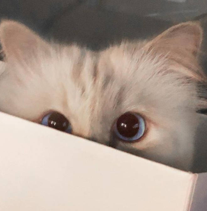 Choupette was born in 2011, making the feline eight years old