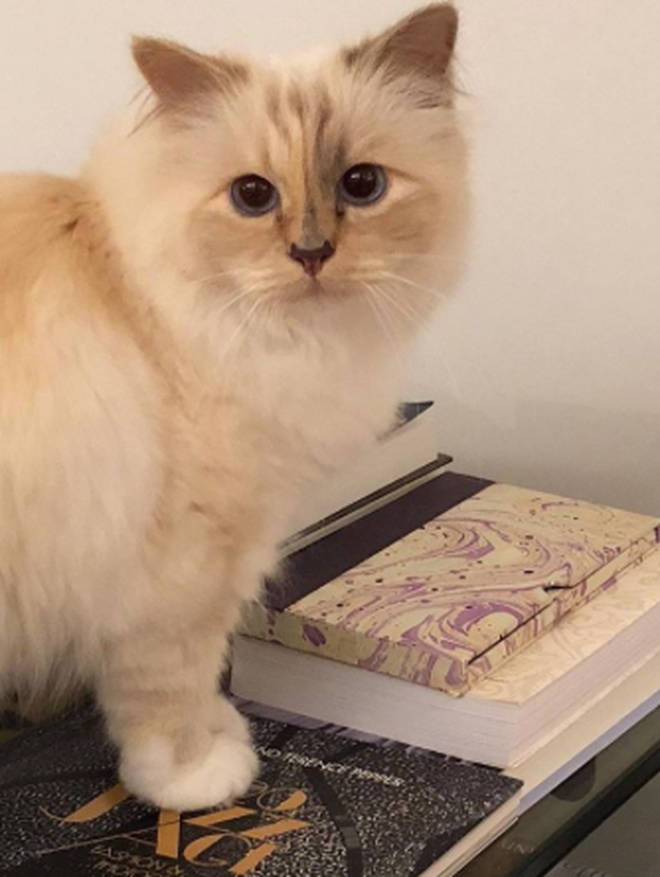 Choupette was a gift from a French model to Karl in 2011