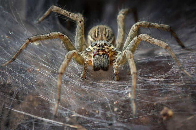 The spider crawled into the woman's ear while she was sleeping outside