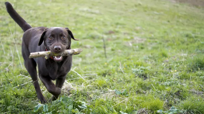 A Labrador from West Yorkshire almost lost her life after a game of fetch
