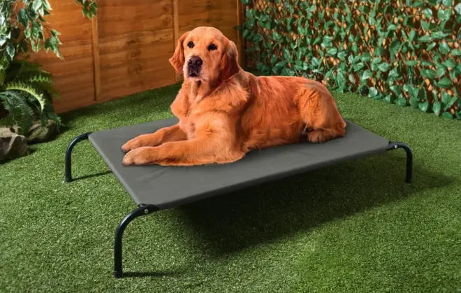 Dogs can now enjoy the sun on their own lounger