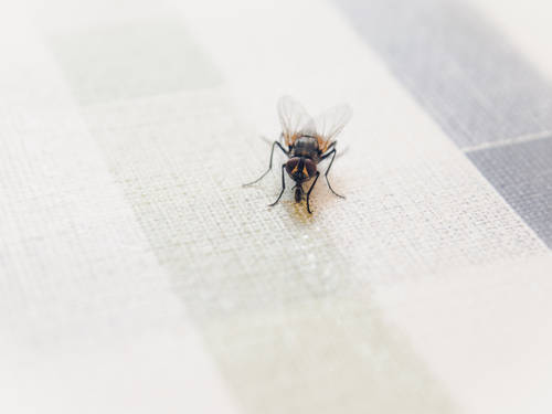 Mum Reveals Simple Hack To Banish House Flies Using Water Coins