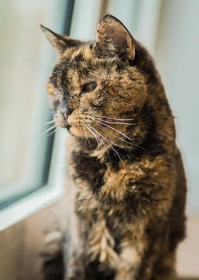 The 26-year-old tabby cat was born in 1995.