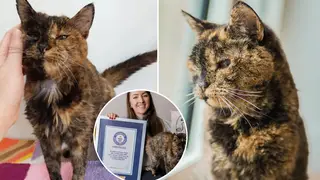 Guinness World Records has announced that Flossie is officially the oldest cat in the world.